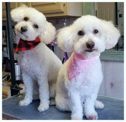 Cute and groomed locally! We also groom small breeds such as Miniature Poodle, Bichon Frise, Shi Tzu and other small breeds.