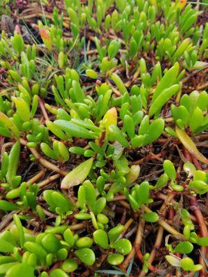 Edible plants