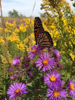 Natural Communities Native Plants