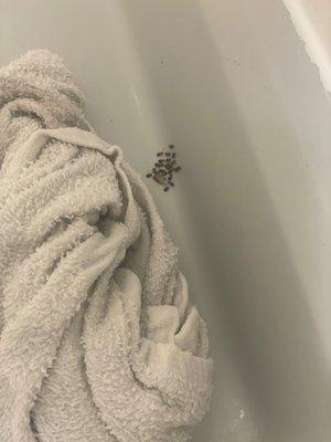 BUGS IN SHOWER