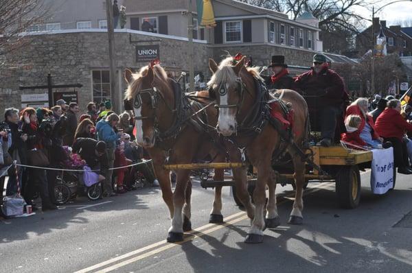 Many draft horses march in the parade every year.