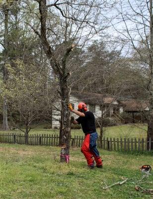 This tree could simply be pushed over due to the location of the branches.