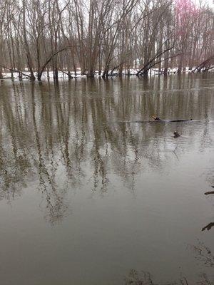 River jumped the banks.