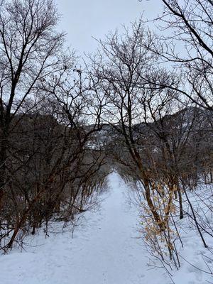 Trail in winter