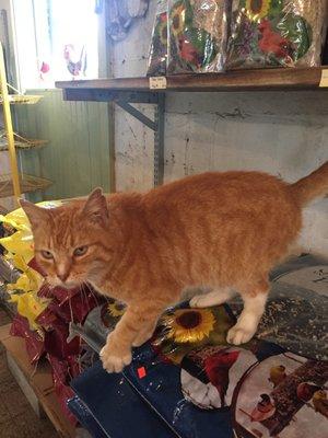 Let Clancey show you the wild bird seed at Bell's Country Mart