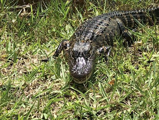 Baby alligators out back