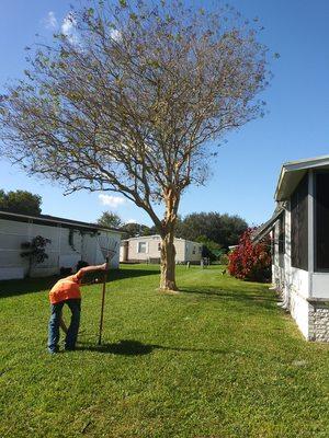 If you could have see the mess the tree was in