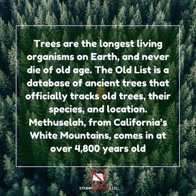 Tress are the longest living organism on Earth.