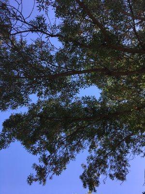 Looking up at the trees