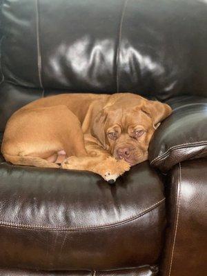 Roscoe the Dogue De Bordeaux