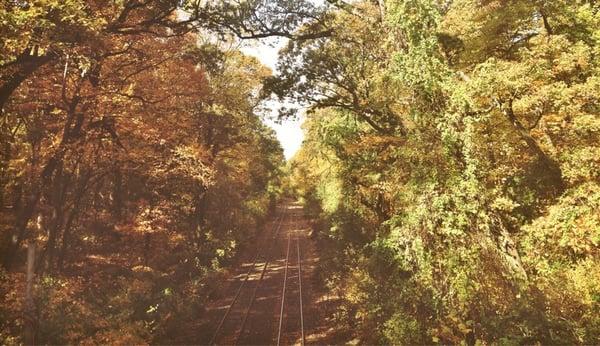 Forest Park Hiking Track