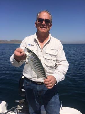 Striped bass on pleasant lake