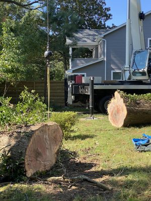 Elevated Tree Care