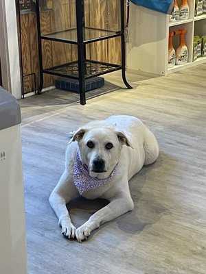 Her adorable purple bandana!