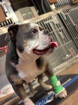 ACL Replacement and extra toe removal on front paw