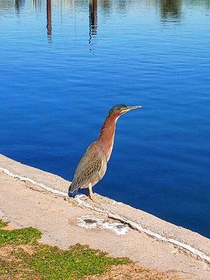 Same bird with it's neck up.