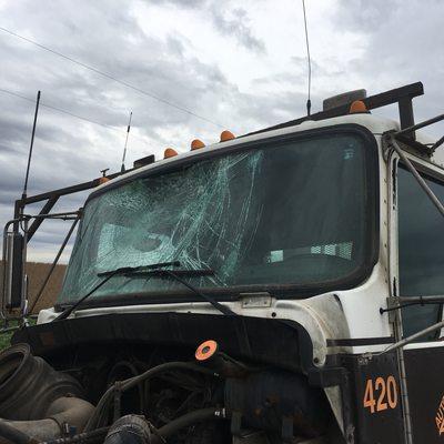 This is what happens when an eagle hits a semi on the highway!