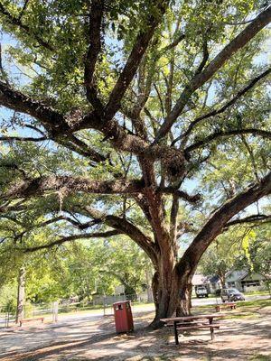 Oak Tree