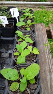 Herbs from the garden