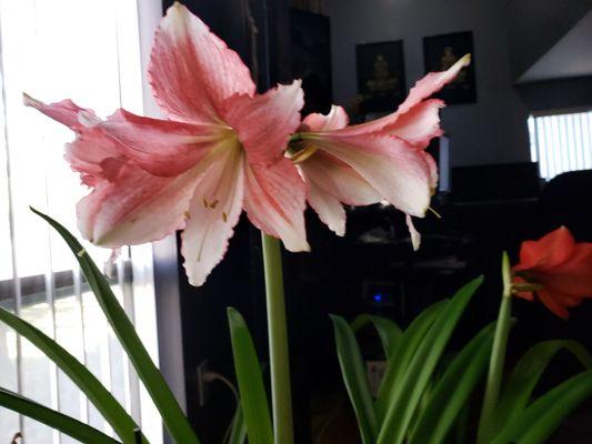 Amaryllis