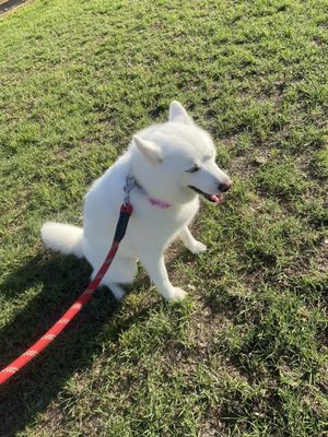 Macy a hour after coming back from groomer