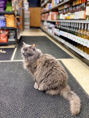 bodega cat: dog, female, 14 years old, FUR SUPER SOFT; rbf, but sweet old lady :') (01/2024)