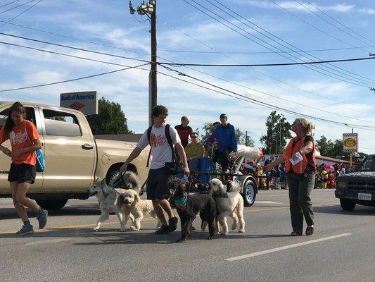 Dogs in the parade