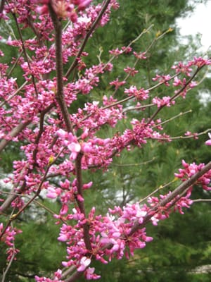 Cercis canadensis