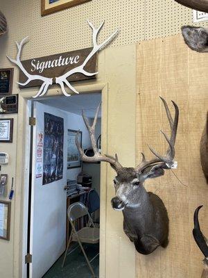 Deer mount at Signature Taxidermy Studio.