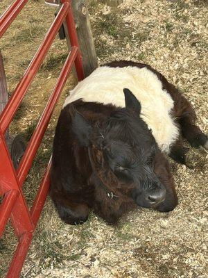 Burlington County Farm Fair