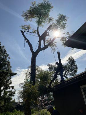 Tree Removal (Before)