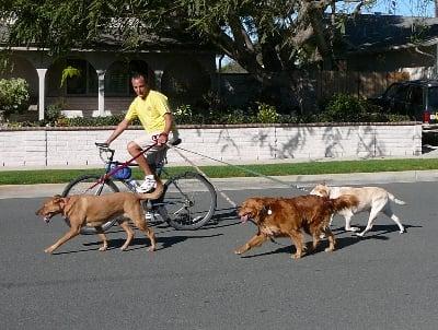 A Dog's Life - Dog Exercising and Pet Sitting