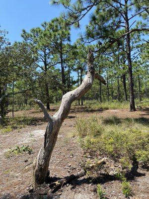 Funky tree that screamed for my attention