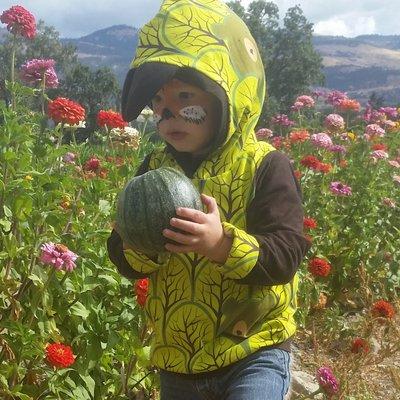 Picking pumpkins