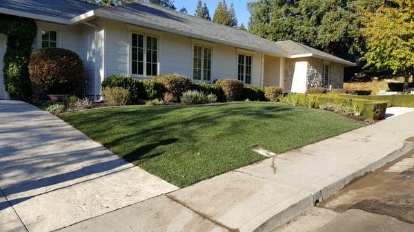 New sod installation.