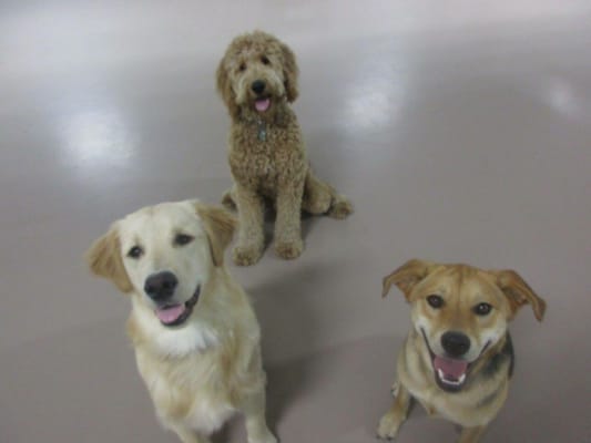 Some pics of our golden doodle at day care! Woof posts pictures everyday!