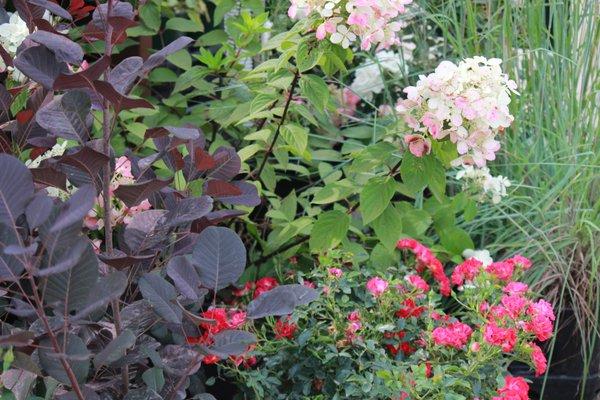 Trees, Shrubs, and Perennials can be found at Green Valley Garden Center.