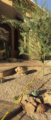 Front yard new tree steps w decomposed granite