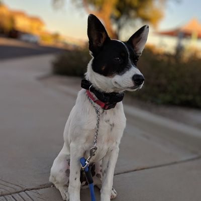 Tippy a 5 month old Queensland heeler doing amazing during our board and train program!