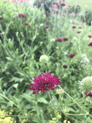 The grounds and flower gardens are beautiful mid-summer