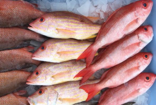 Vermillion and Yellowtail Snapper