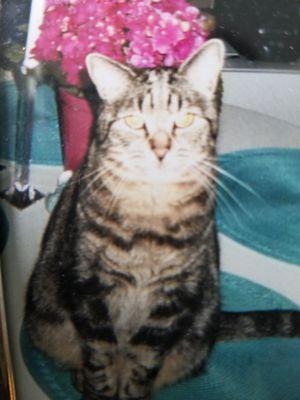 Gray Tabby named Maggie lost 8/26 /20 Myers Commons 
 2725 83rd Street Darien 
 Unit226 or unit114 Arlene