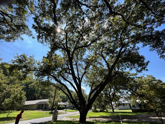 Patino's Tree Trimming and Fencing