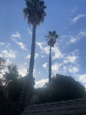 Two of those super tall fan palms in our neighbor's backyard.