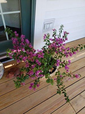 My Bougainvillea from Bemis Upland.