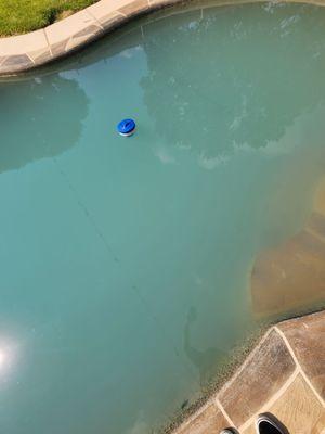 Pool one day after it was cleaned a day before. Its been serviced weekly. We cant see the bottom of pool.