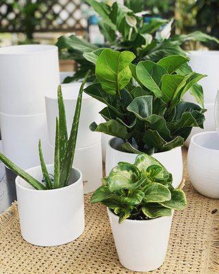 Houseplants including fiddle leaf fig, aloe, and peperomia