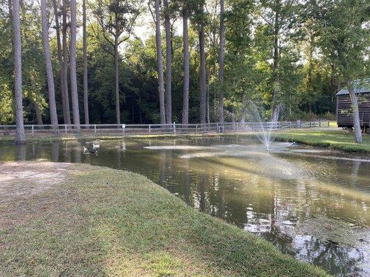 Small pond on site