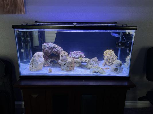 My newly established saltwater aquarium. I love it so much!