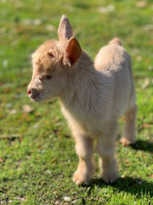 Newborn goat kids! Born 2/7/21